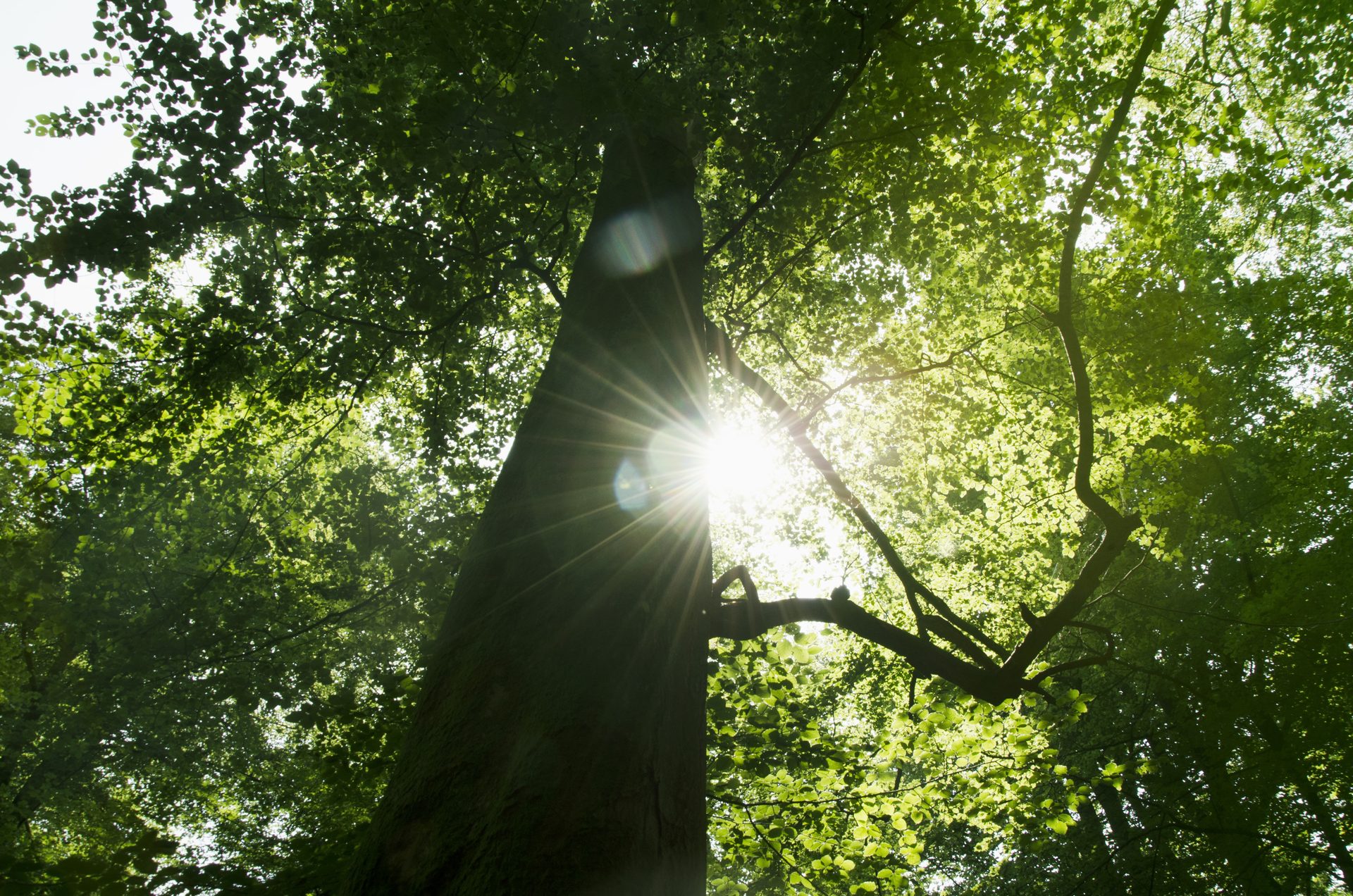 Rustgevend natuurlandschap in Drenthe